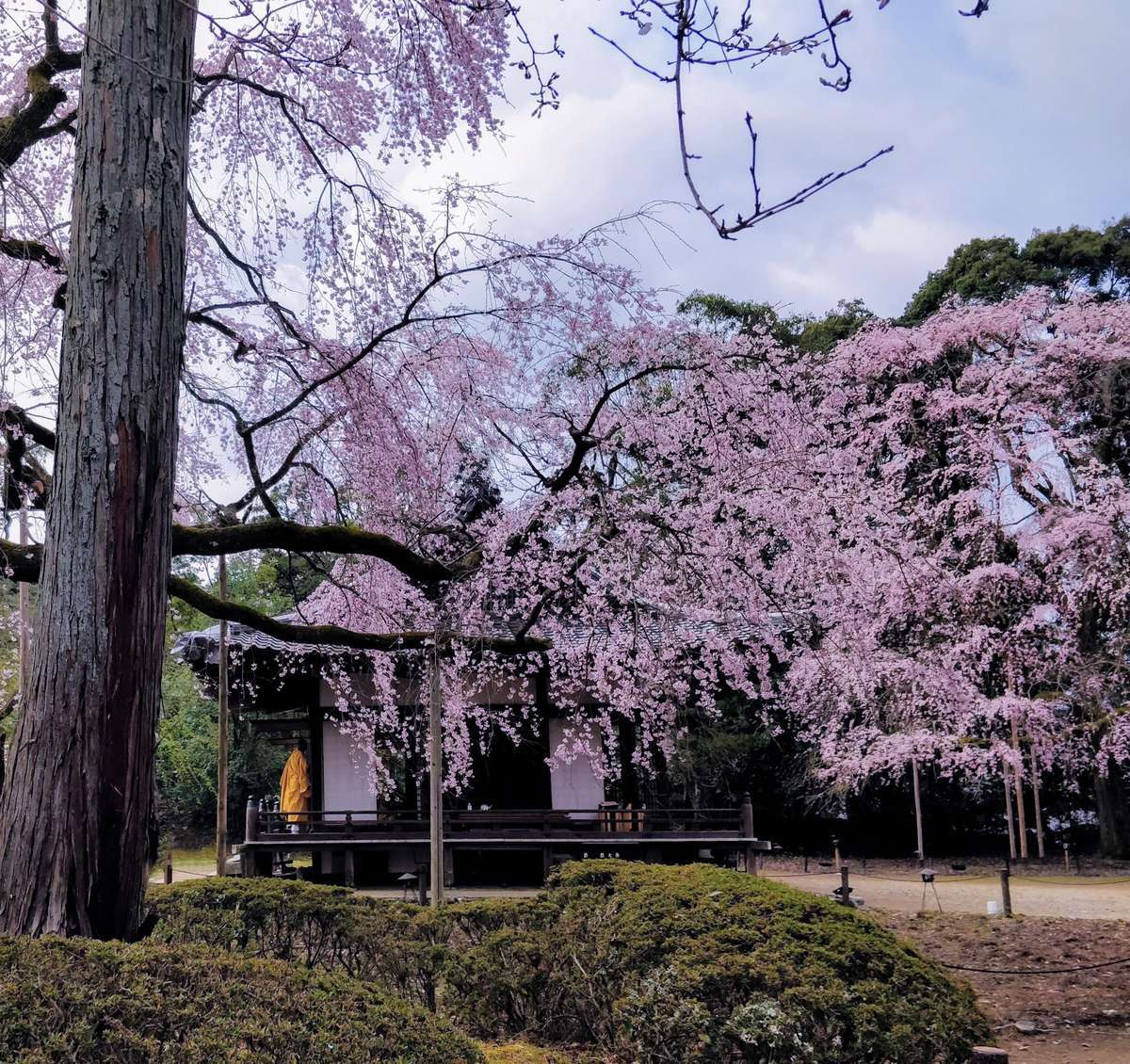 Daigoji Shimo Daiho