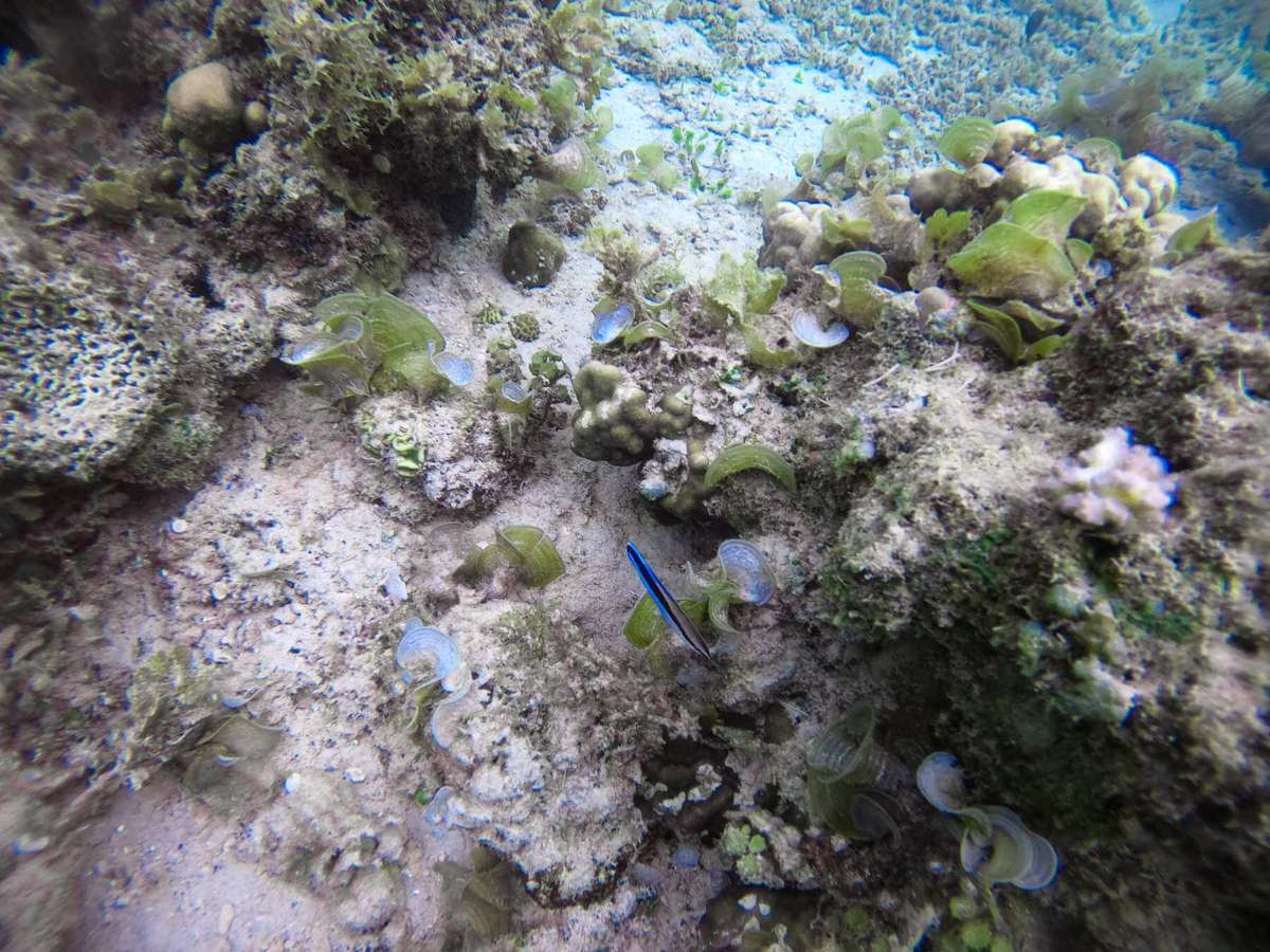 El Nido Tour B Snorkeling