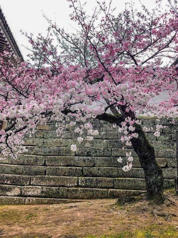 Himeji Castle Maze