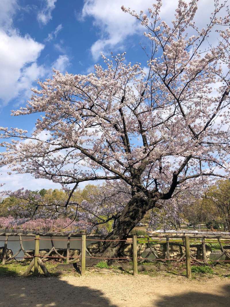 Nagoya Castle Garden