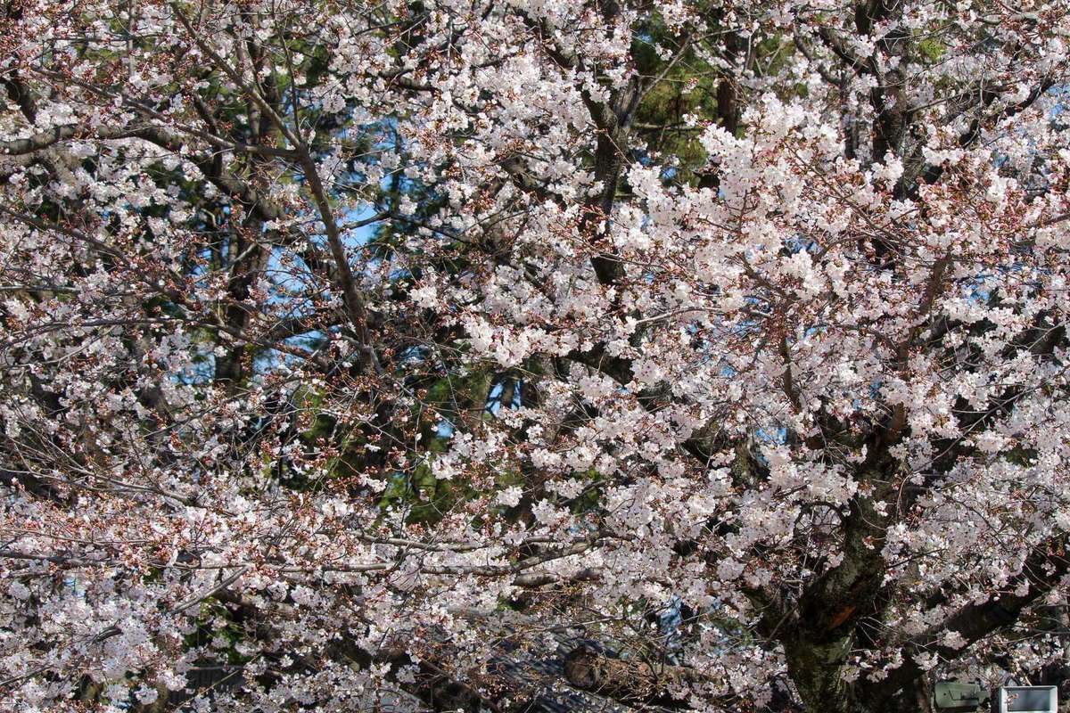 Nagoya Castle Garden