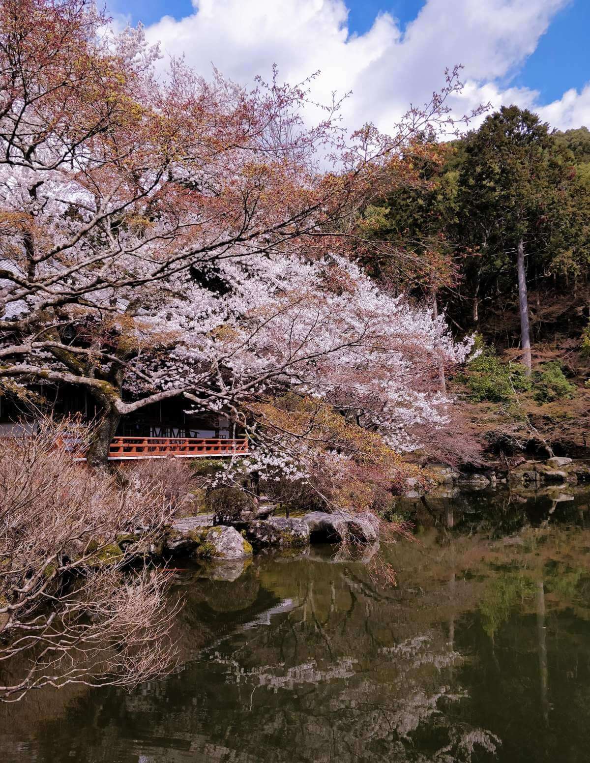 Daigoji Shimo Daiho
