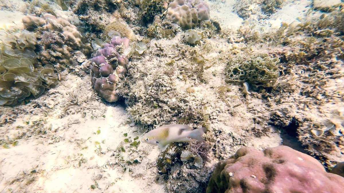 El Nido Tour B Snorkeling