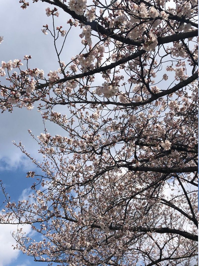 Nagoya Castle Garden