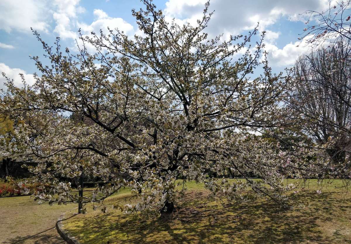Nagoya Castle Garden