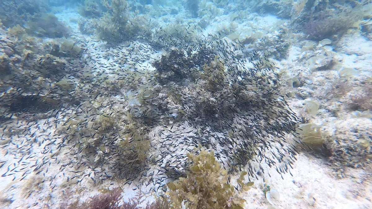 El Nido Tour B Snorkeling