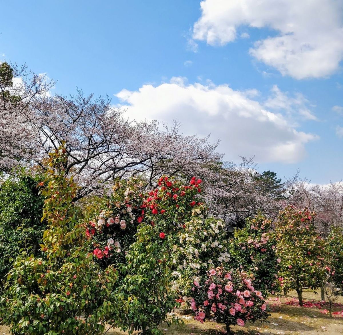 Nagoya Castle Garden