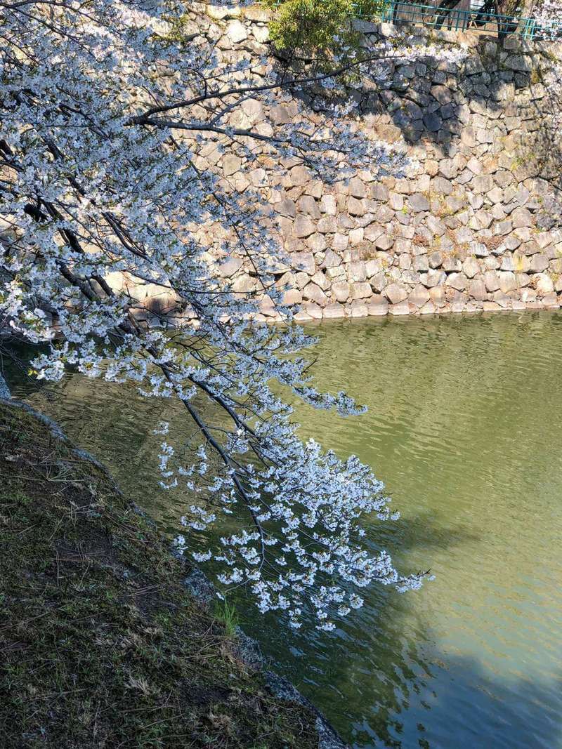 Nagoya Castle Garden