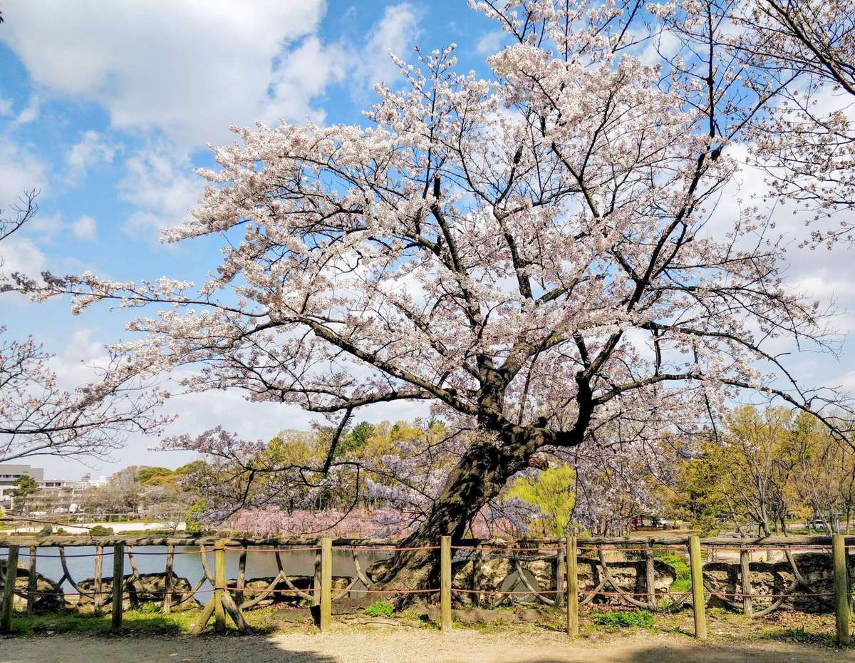 Nagoya Castle Garden