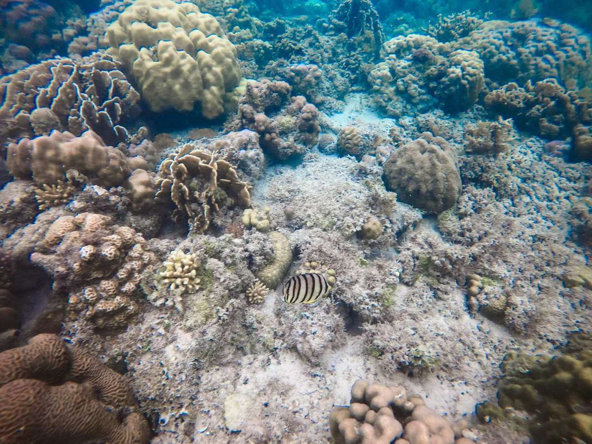 El Nido Tour B Snorkeling