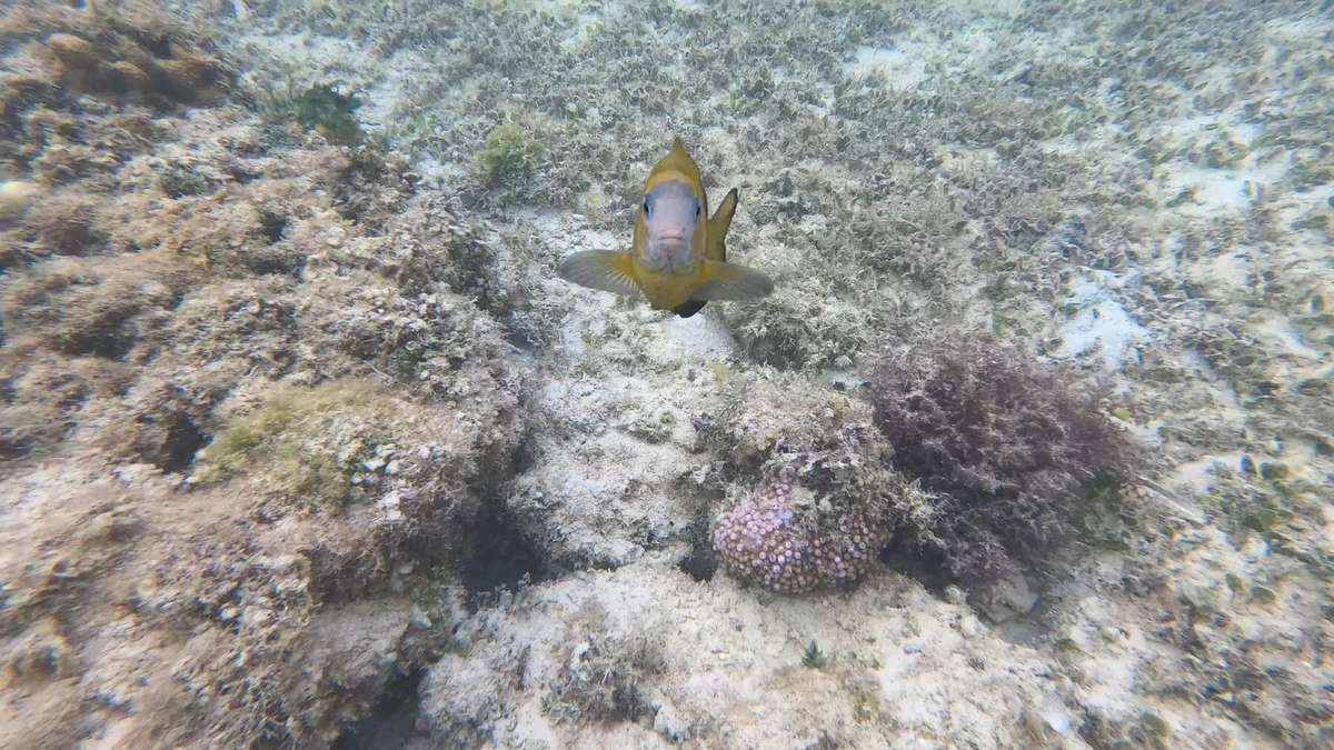 El Nido Tour B Snorkeling