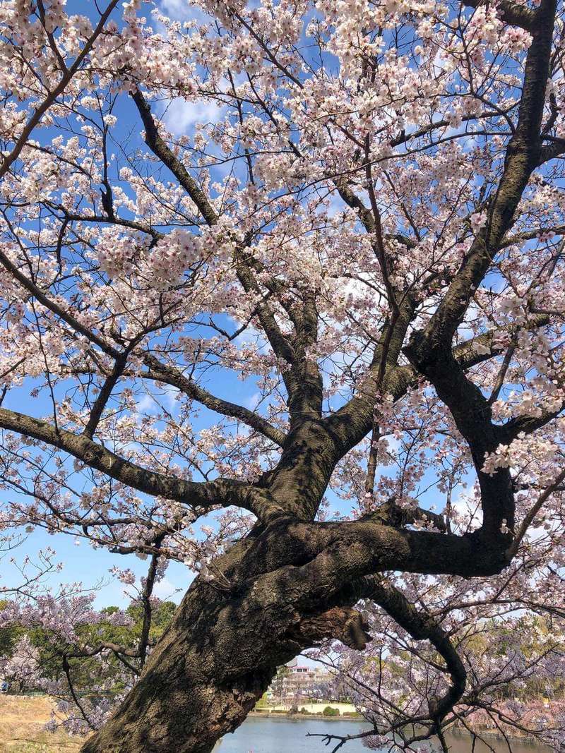 Nagoya Castle Garden