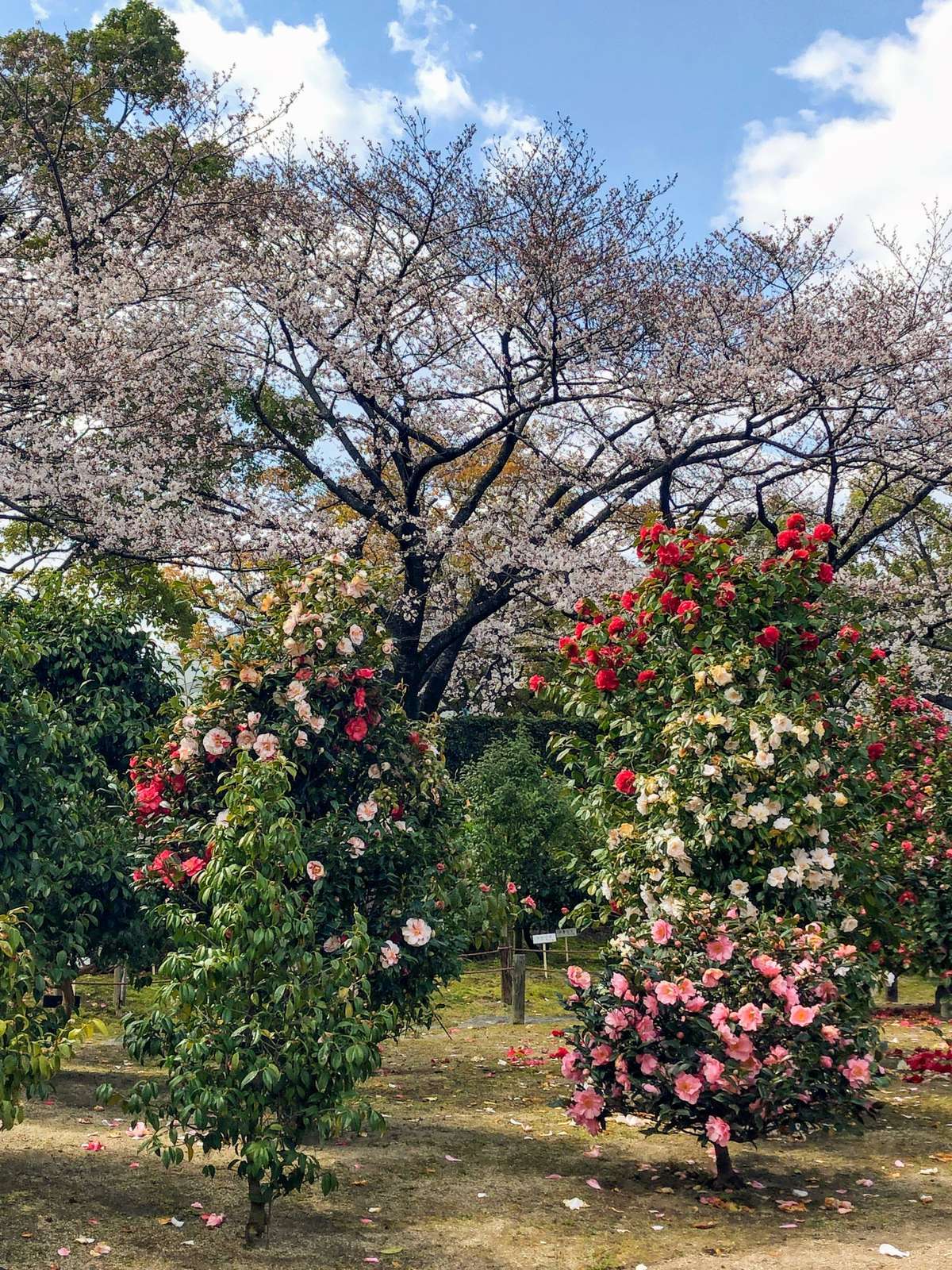 Nagoya Castle Garden