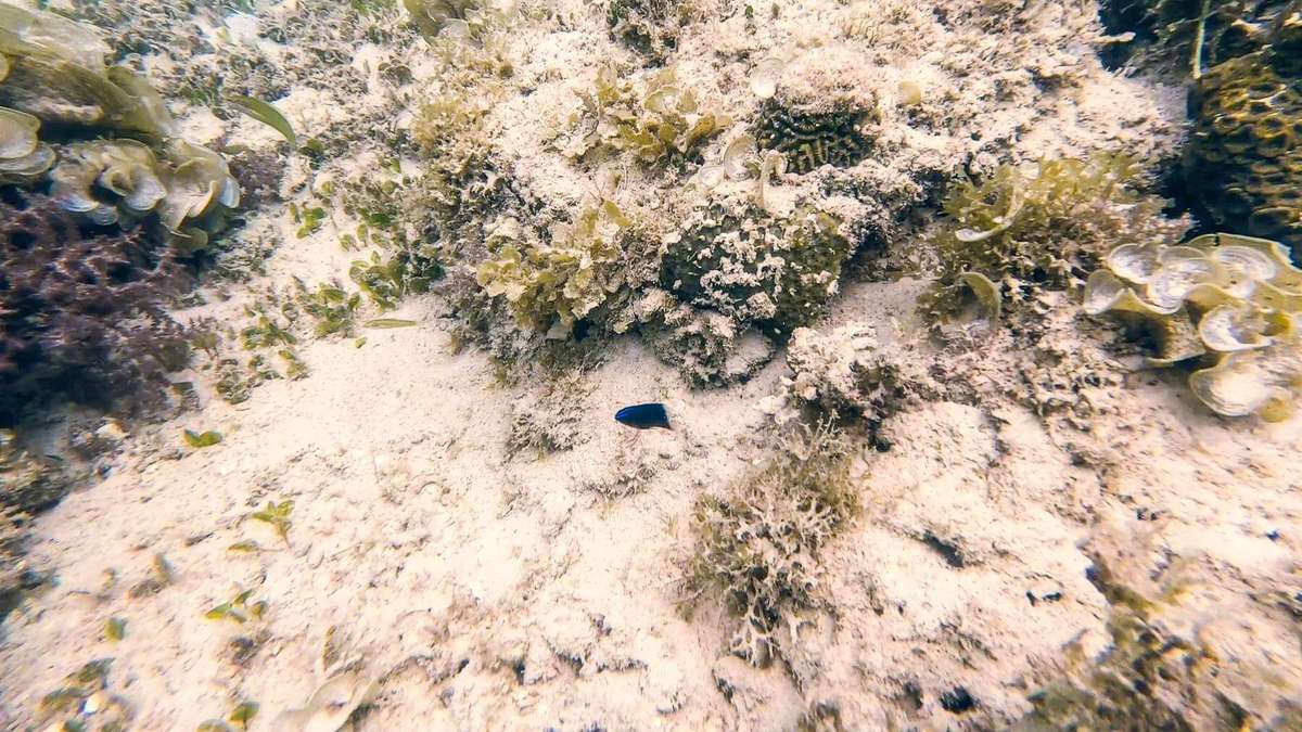El Nido Tour B Snorkeling